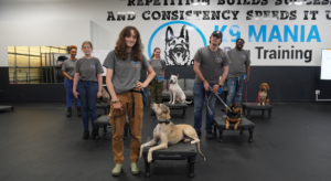 K9 Mania Dog Trainer Academy