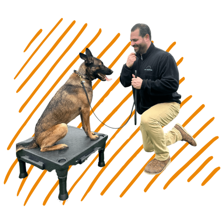 K9 Mania Dog Trainer Academy A Certified Dog Trainer
