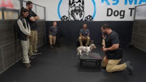 Dog Training Business