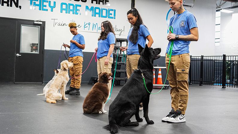 Day in the Life of a Dog Trainer