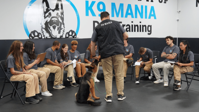 How To Choose the Best Dog Trainer Academy For You